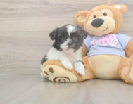 5 week old Shih Tzu Puppy For Sale - Lone Star Pups