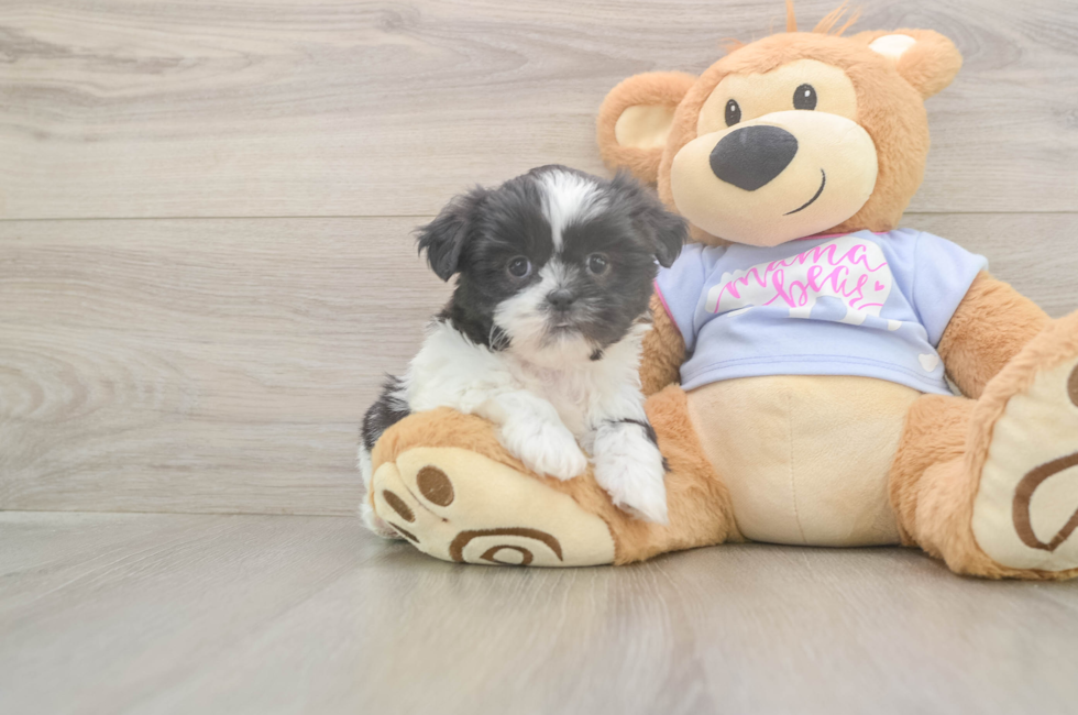 5 week old Shih Tzu Puppy For Sale - Lone Star Pups