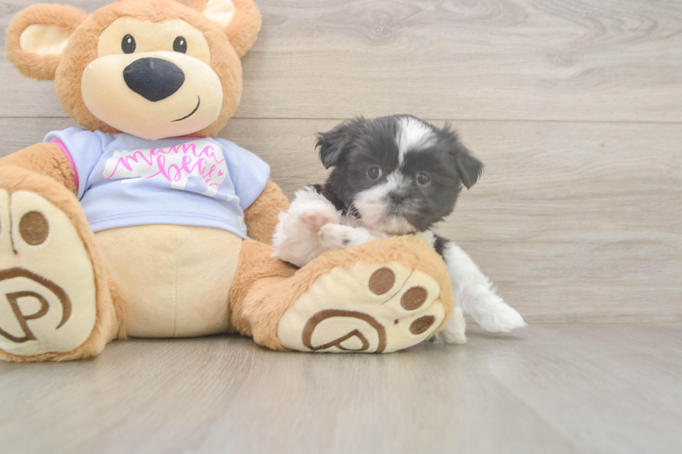Shih Tzu Puppy for Adoption