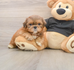 5 week old Shih Tzu Puppy For Sale - Lone Star Pups