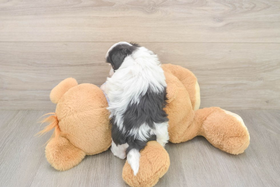 Friendly Shih Tzu Purebred Pup