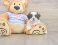 5 week old Shih Tzu Puppy For Sale - Lone Star Pups