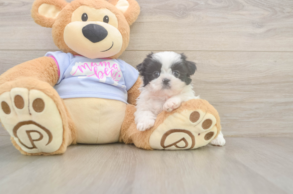 5 week old Shih Tzu Puppy For Sale - Lone Star Pups