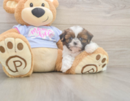 5 week old Shih Tzu Puppy For Sale - Lone Star Pups
