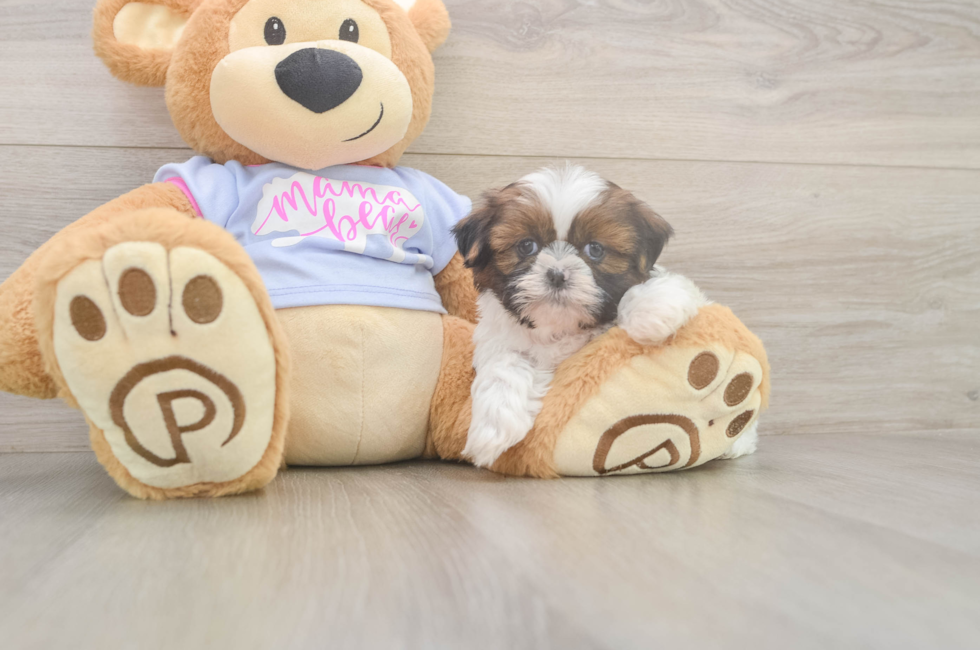 5 week old Shih Tzu Puppy For Sale - Lone Star Pups