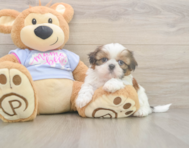 5 week old Shih Tzu Puppy For Sale - Lone Star Pups