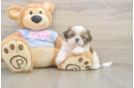 Akc Registered Shih Tzu Baby