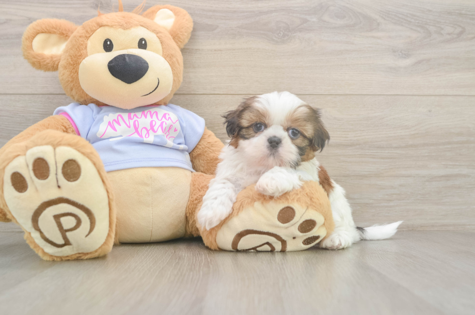 5 week old Shih Tzu Puppy For Sale - Lone Star Pups