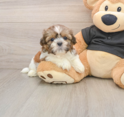 5 week old Shih Tzu Puppy For Sale - Lone Star Pups