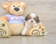 6 week old Shih Tzu Puppy For Sale - Lone Star Pups