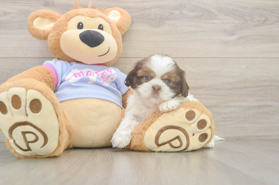 6 week old Shih Tzu Puppy For Sale - Lone Star Pups