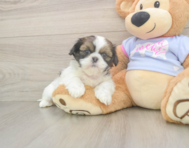 5 week old Shih Tzu Puppy For Sale - Lone Star Pups