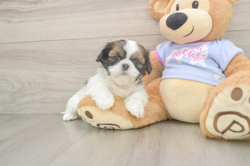 6 week old Shih Tzu Puppy For Sale - Lone Star Pups