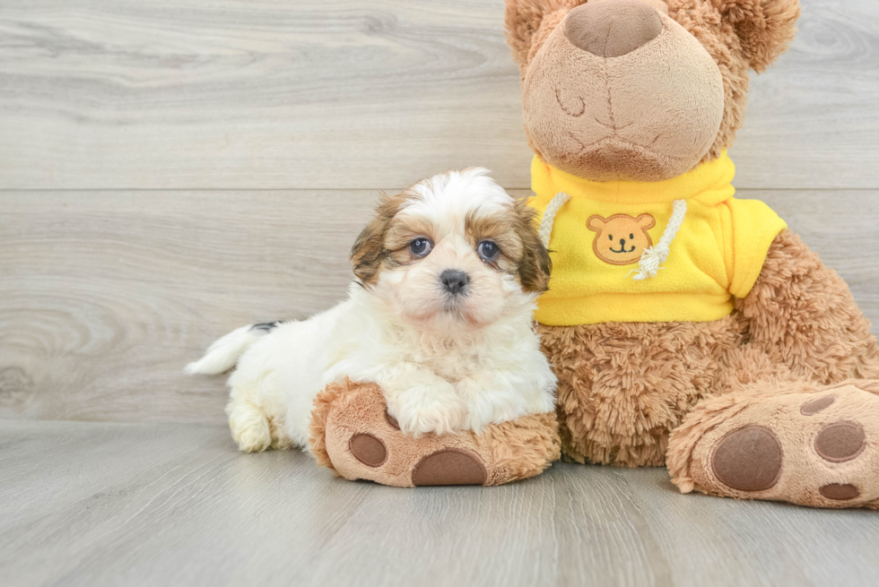 Friendly Shih Tzu Purebred Pup