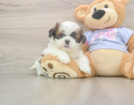 5 week old Shih Tzu Puppy For Sale - Lone Star Pups