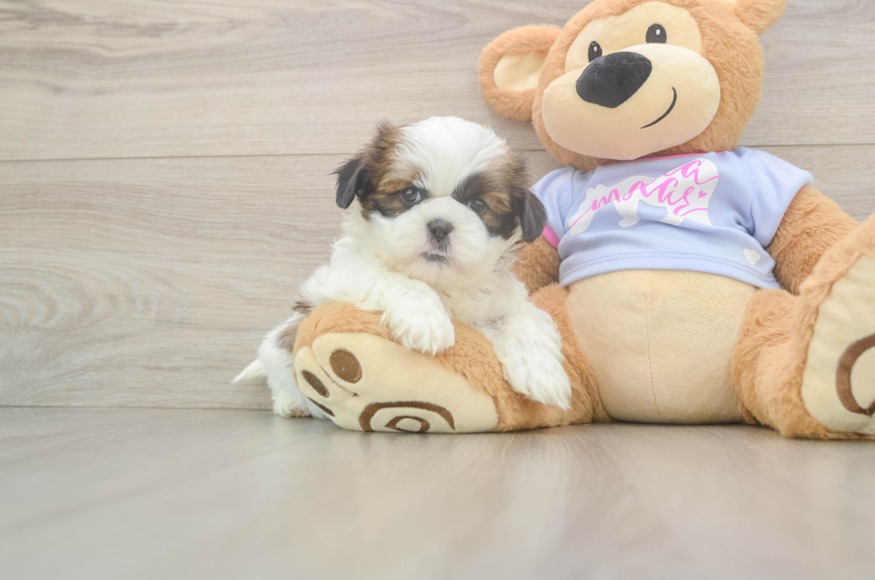 6 week old Shih Tzu Puppy For Sale - Lone Star Pups