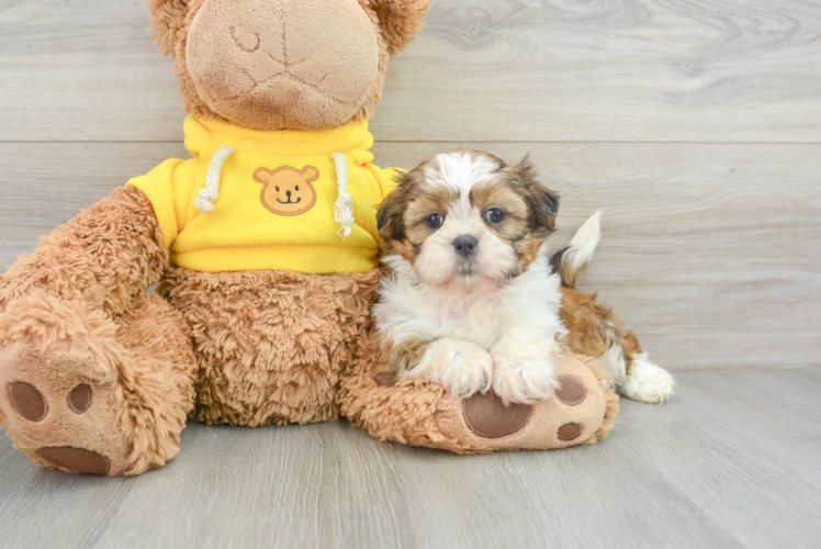 Shih Tzu Puppy for Adoption