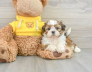 6 week old Shih Tzu Puppy For Sale - Lone Star Pups