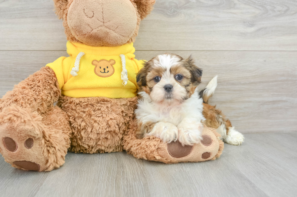 6 week old Shih Tzu Puppy For Sale - Lone Star Pups