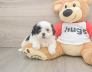5 week old Shih Tzu Puppy For Sale - Lone Star Pups