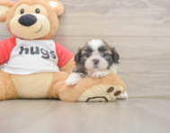 5 week old Shih Tzu Puppy For Sale - Lone Star Pups
