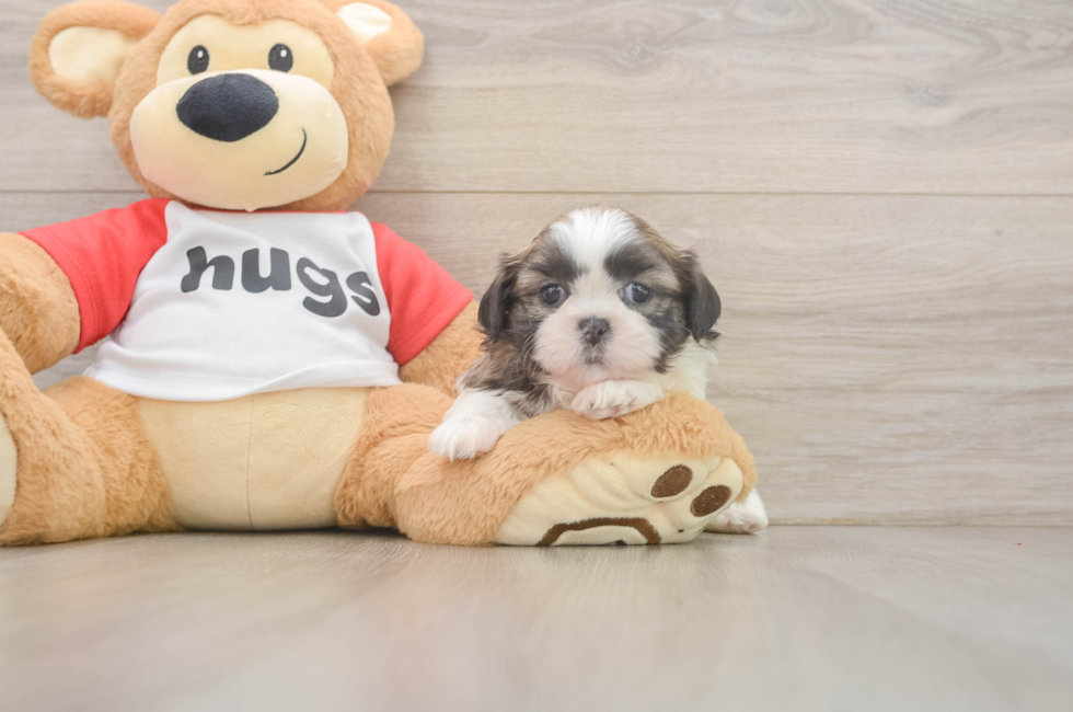 6 week old Shih Tzu Puppy For Sale - Lone Star Pups