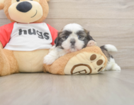 5 week old Shih Tzu Puppy For Sale - Lone Star Pups