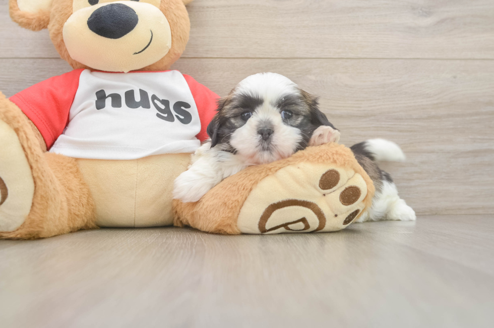 6 week old Shih Tzu Puppy For Sale - Lone Star Pups