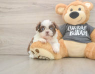 5 week old Shih Tzu Puppy For Sale - Lone Star Pups