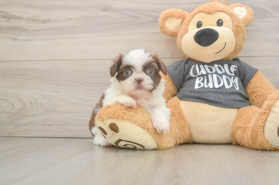 5 week old Shih Tzu Puppy For Sale - Lone Star Pups