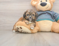 5 week old Shih Tzu Puppy For Sale - Lone Star Pups