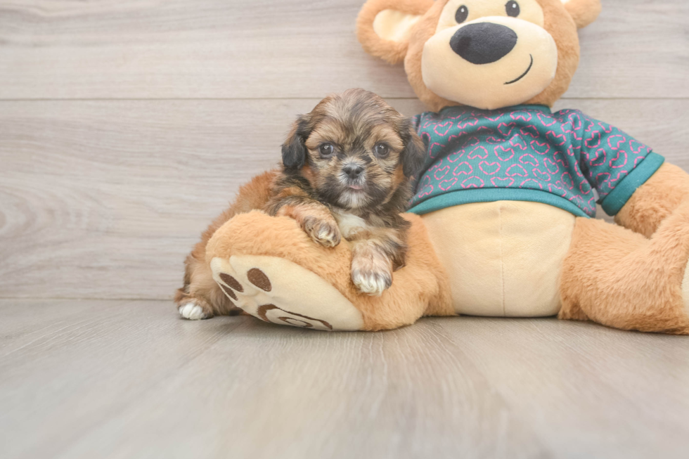 Best Shih Tzu Baby