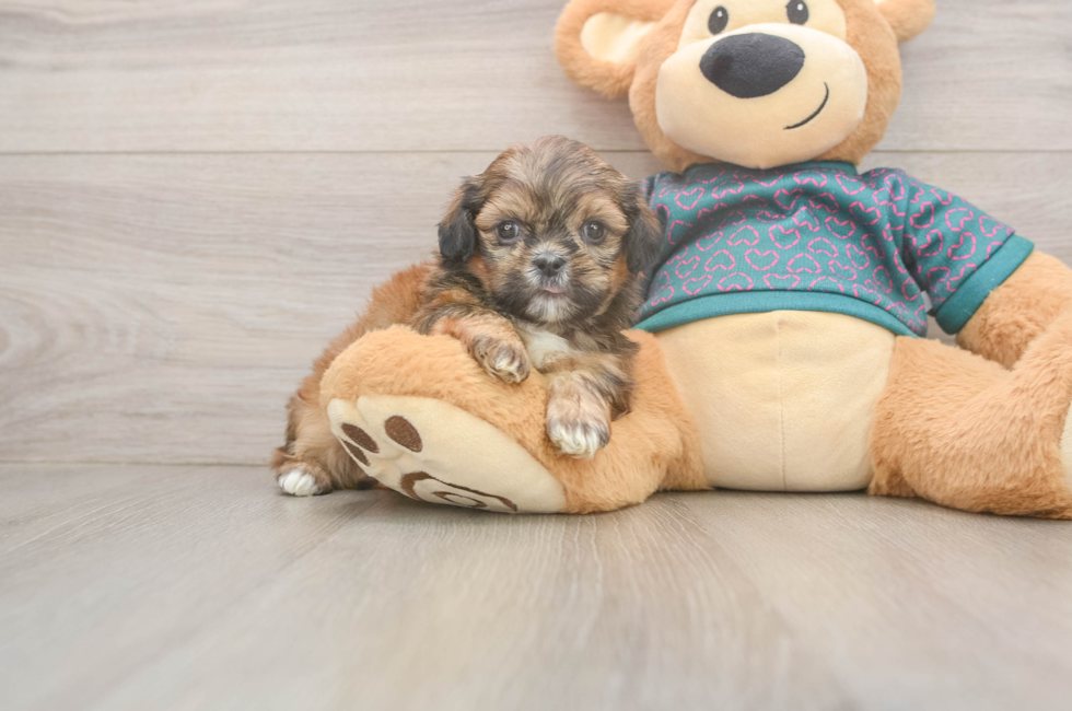 5 week old Shih Tzu Puppy For Sale - Lone Star Pups