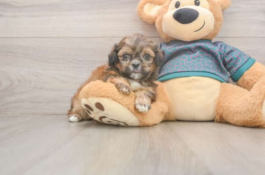 Best Shih Tzu Baby