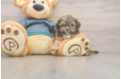 Hypoallergenic Shih Tzu Baby