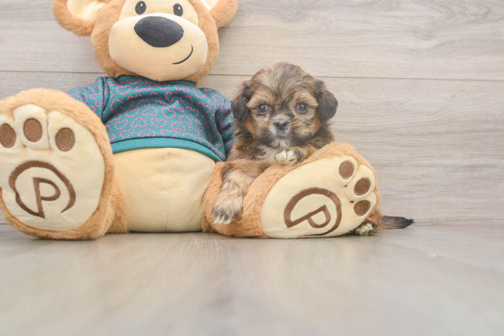 Hypoallergenic Shih Tzu Baby