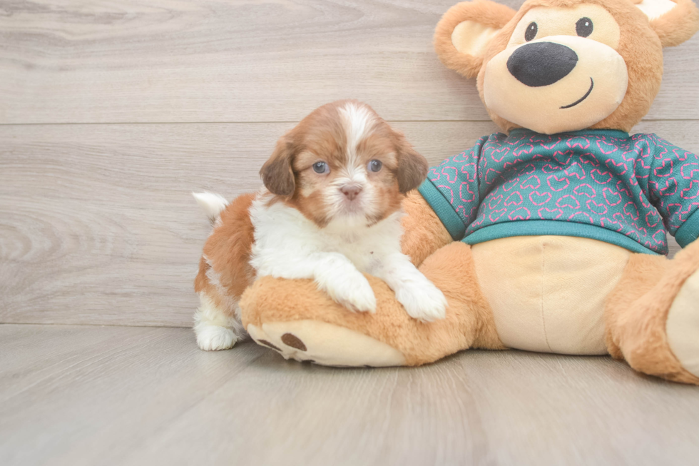 Best Shih Tzu Baby