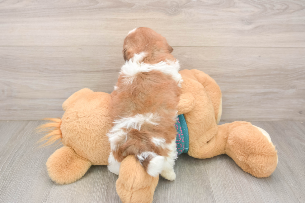 Small Shih Tzu Purebred Pup