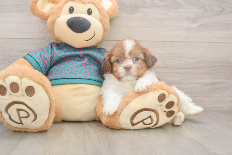 Smart Shitzu Purebred Puppy