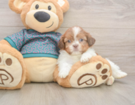 5 week old Shih Tzu Puppy For Sale - Lone Star Pups