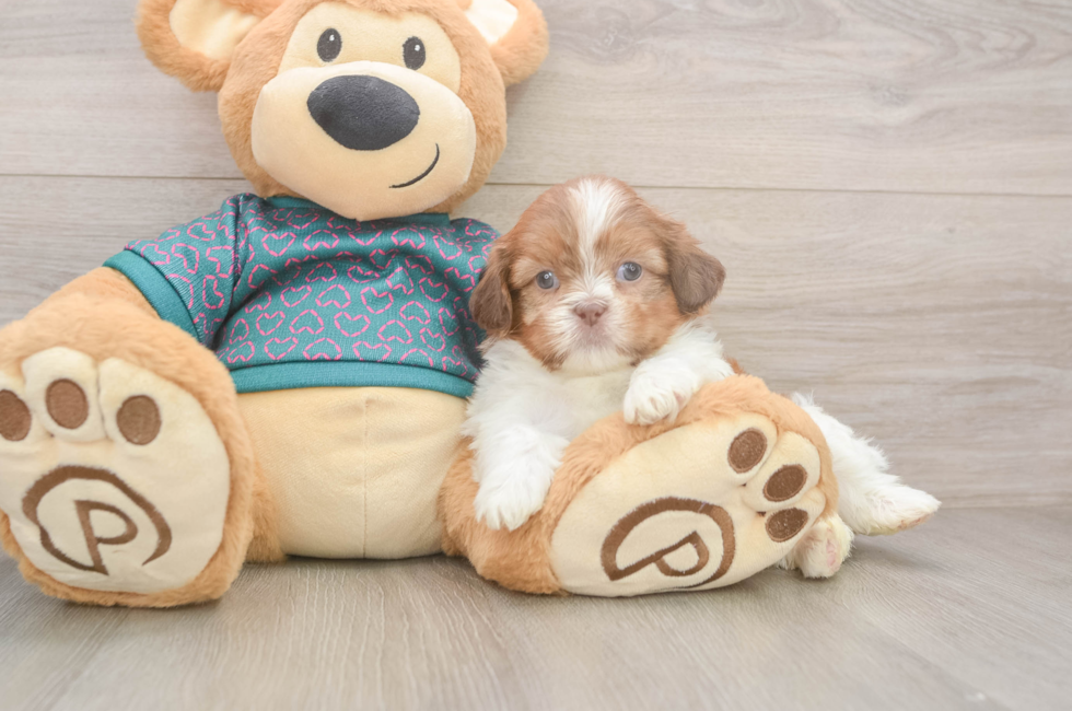 5 week old Shih Tzu Puppy For Sale - Lone Star Pups