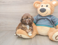 5 week old Shih Tzu Puppy For Sale - Lone Star Pups