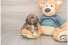 Small Shih Tzu Baby