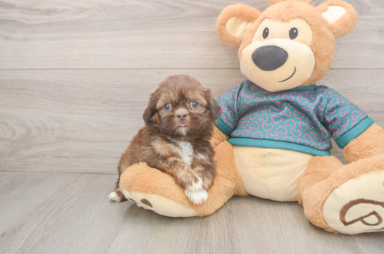 Small Shih Tzu Baby
