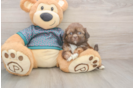 Cute Shitzu Purebred Puppy