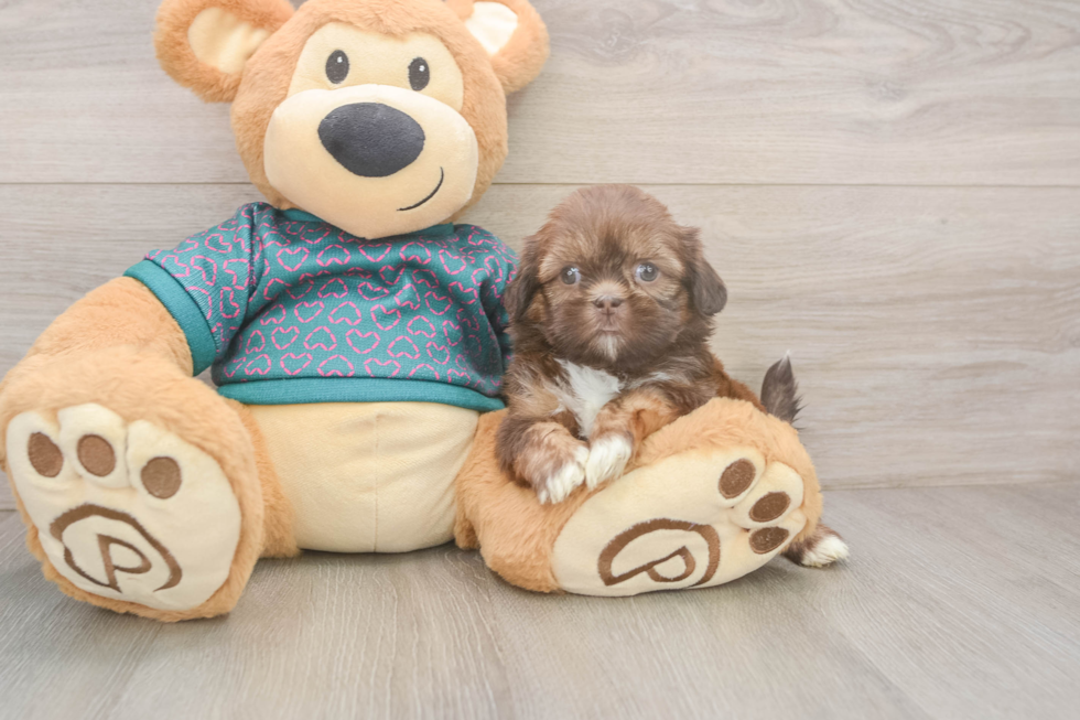 Cute Shitzu Purebred Puppy