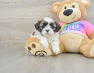 5 week old Shih Tzu Puppy For Sale - Lone Star Pups