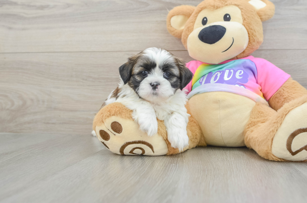 7 week old Shih Tzu Puppy For Sale - Lone Star Pups