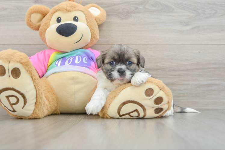 Small Shih Tzu Baby