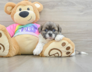 6 week old Shih Tzu Puppy For Sale - Lone Star Pups